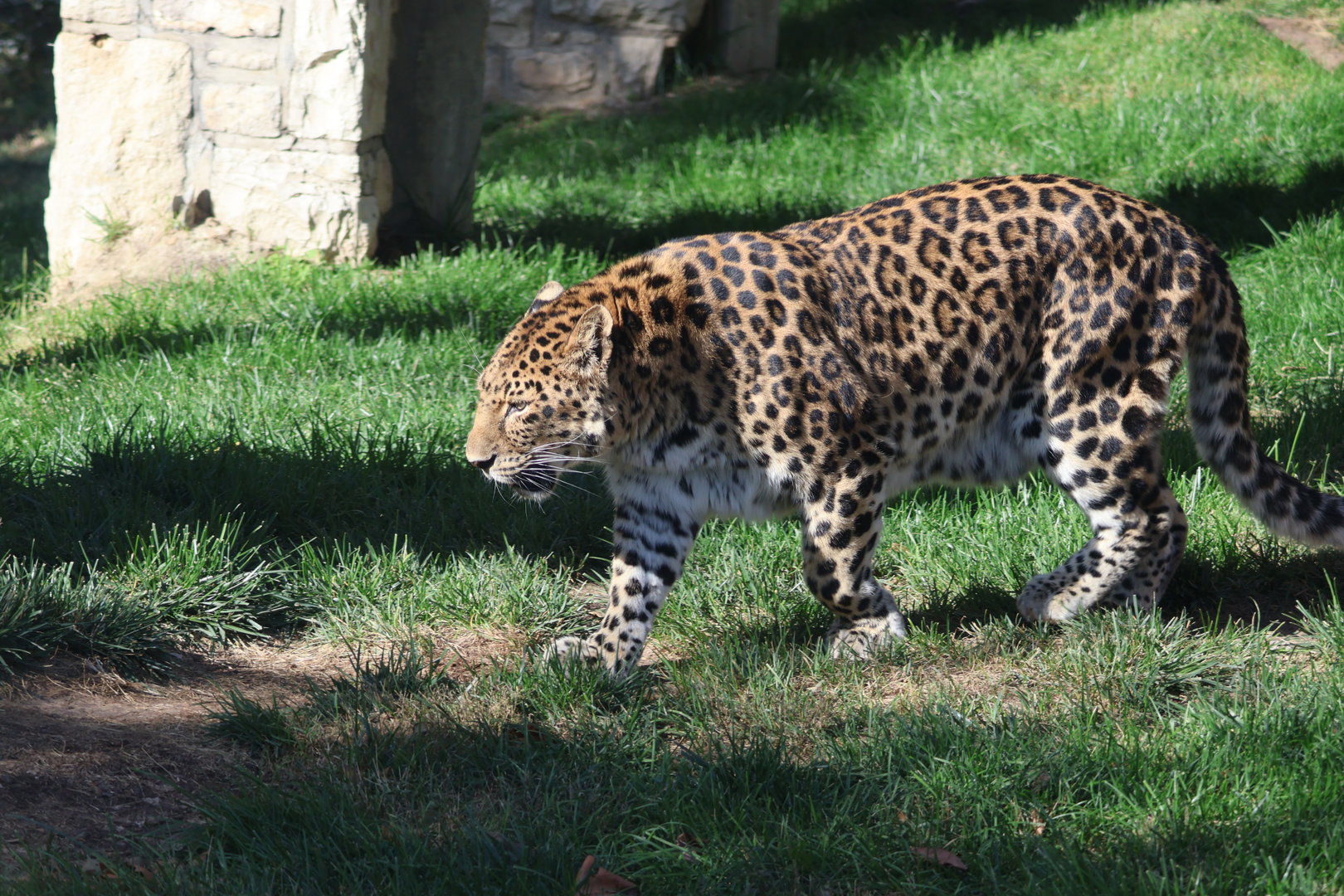 Amur Leopard
