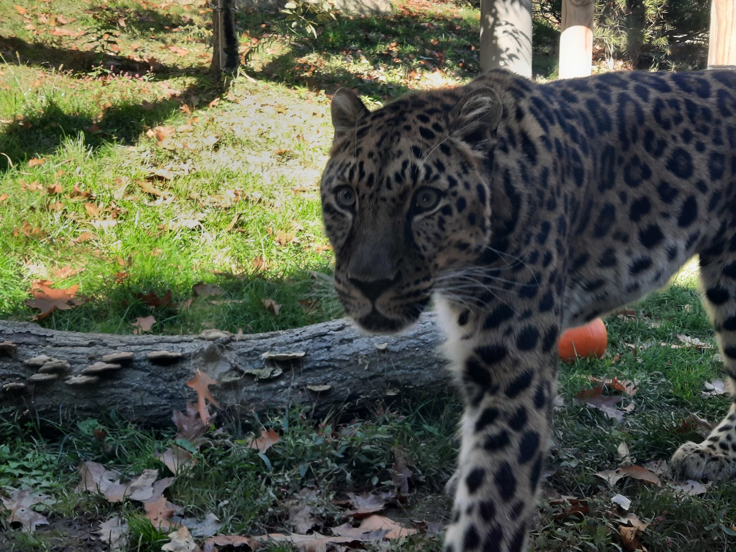 Amur Leopard