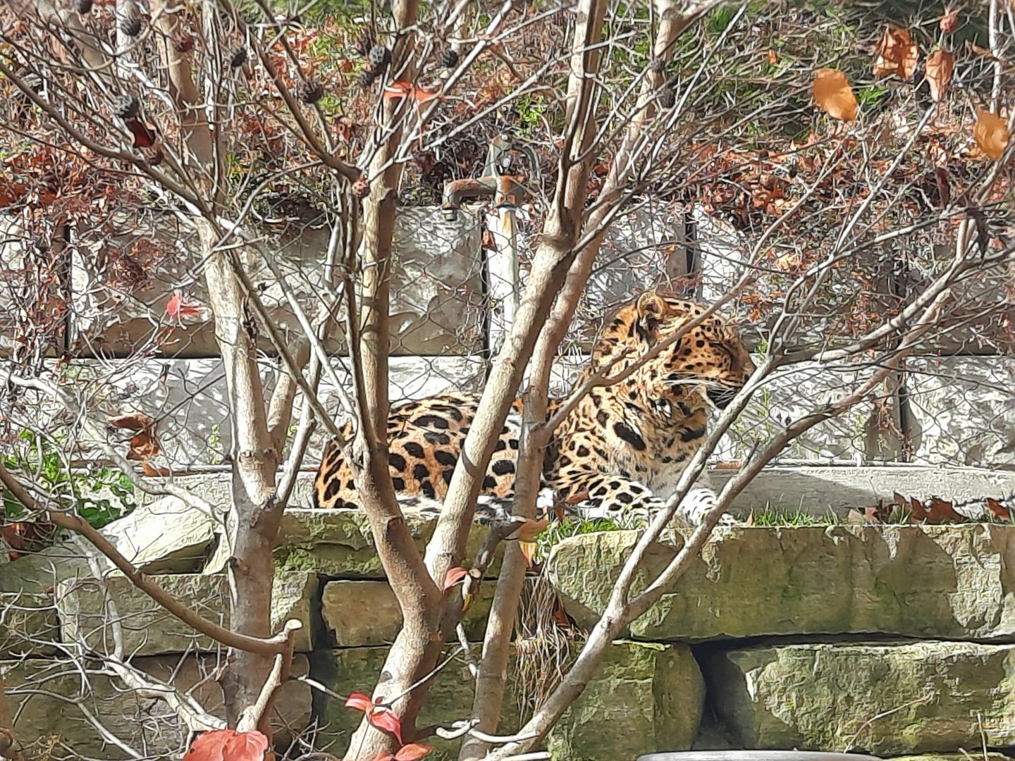 Amur Leopard