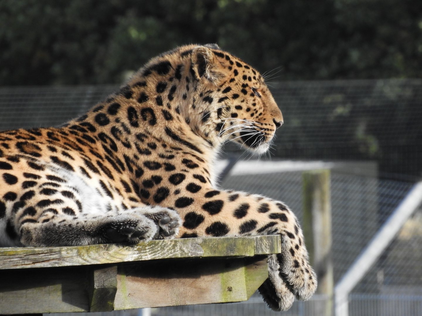 Amur leopard