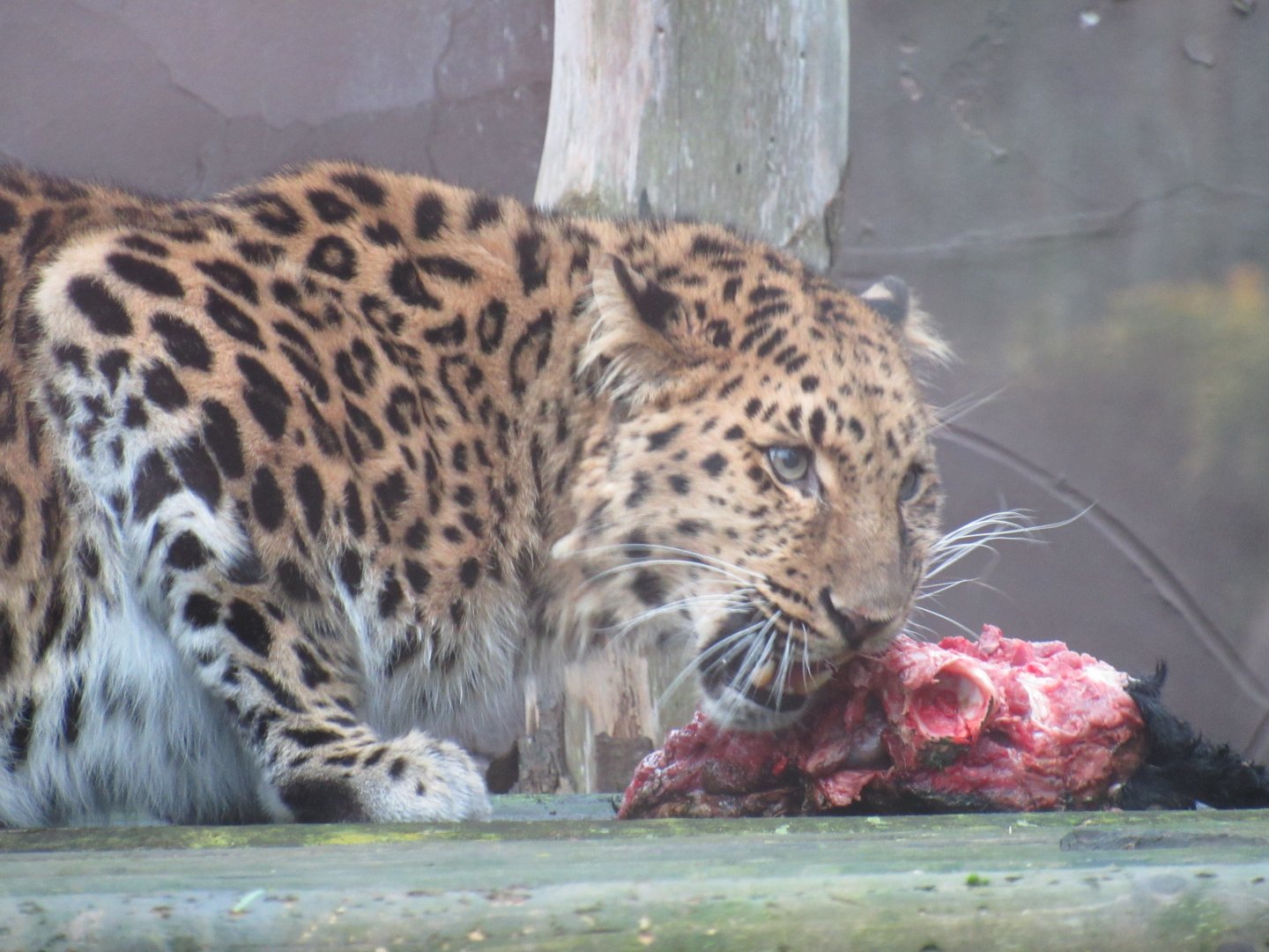 Amur leopard
