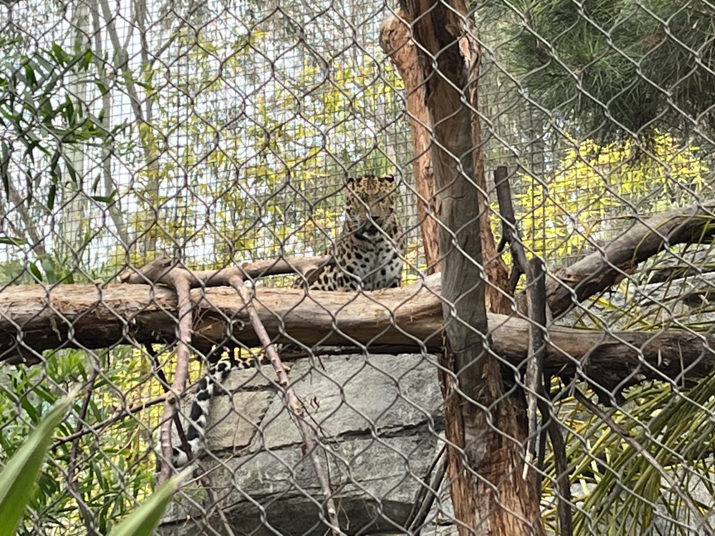 Amur Leopard