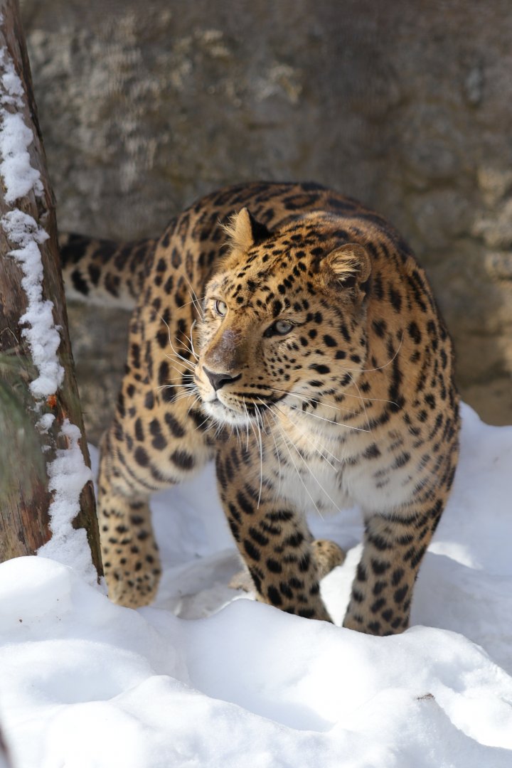 Amur Leopard