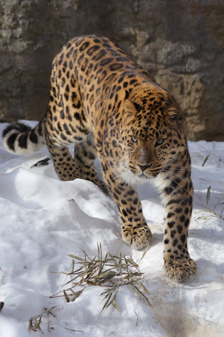 Amur Leopard