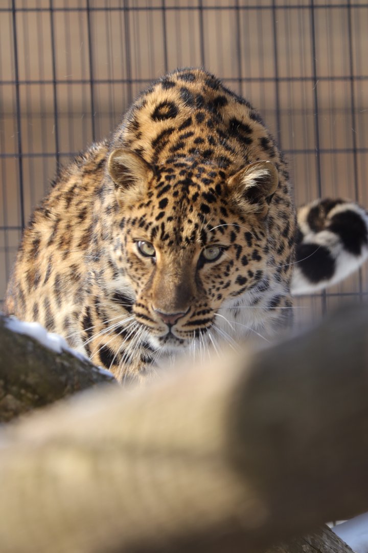 Amur leopard