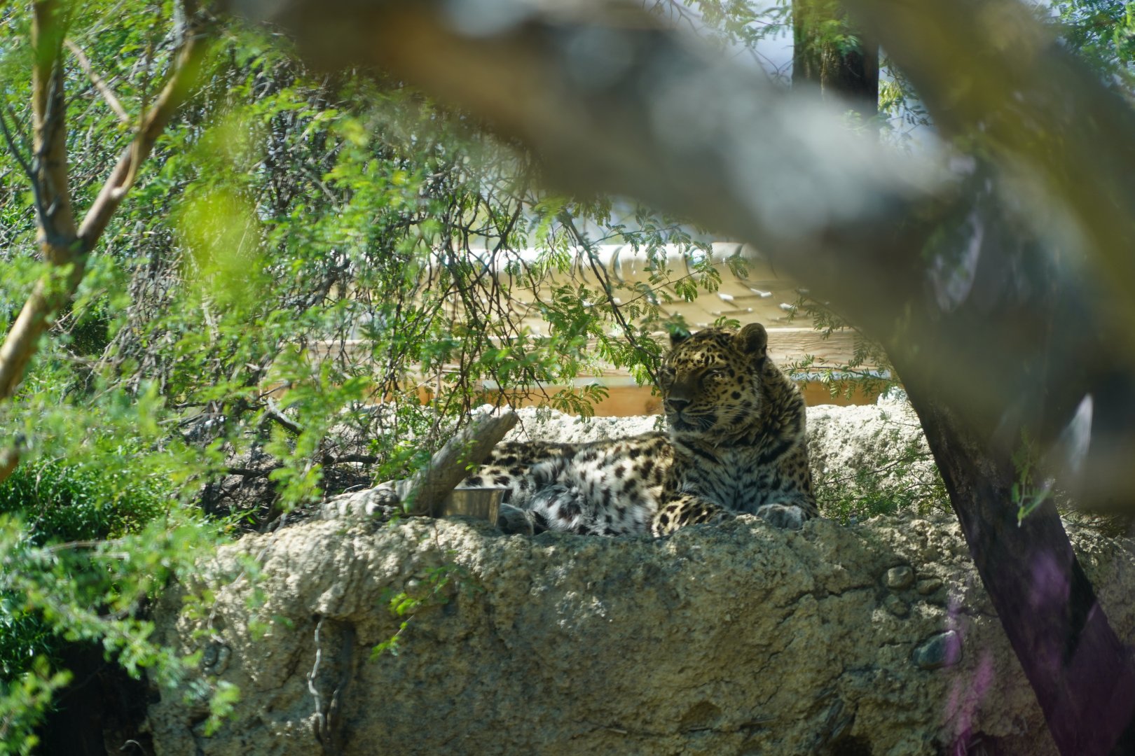 Amur leopard