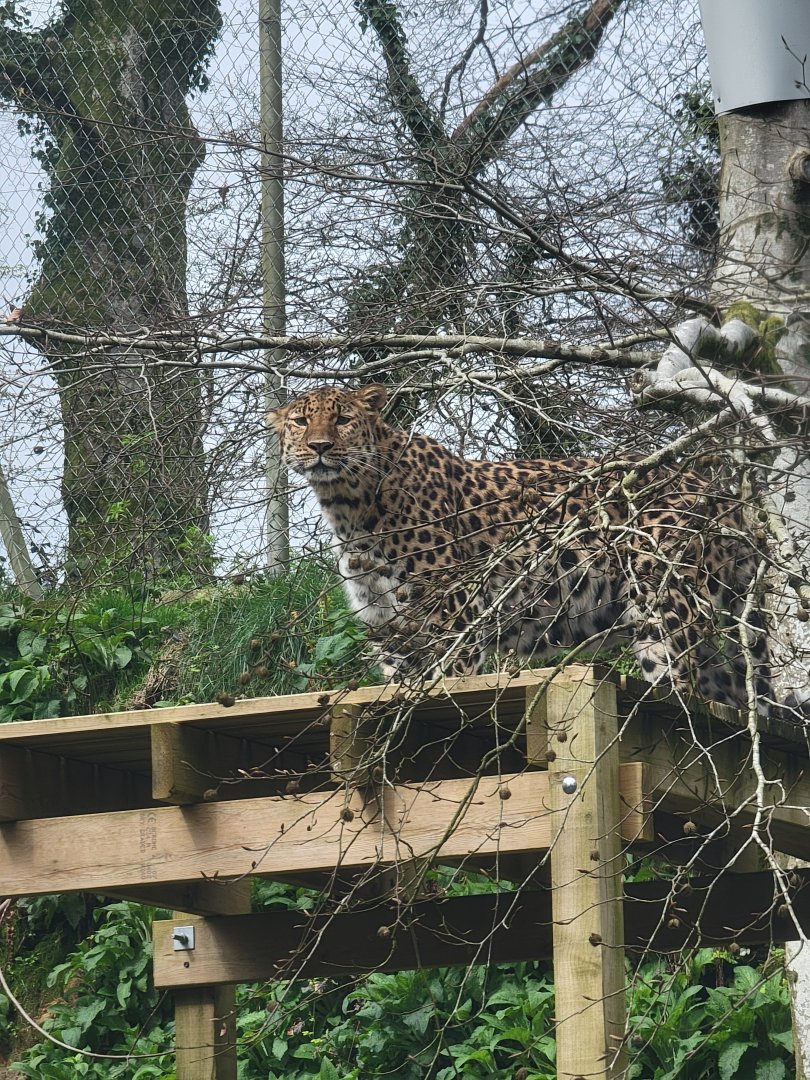 Amur Leopard