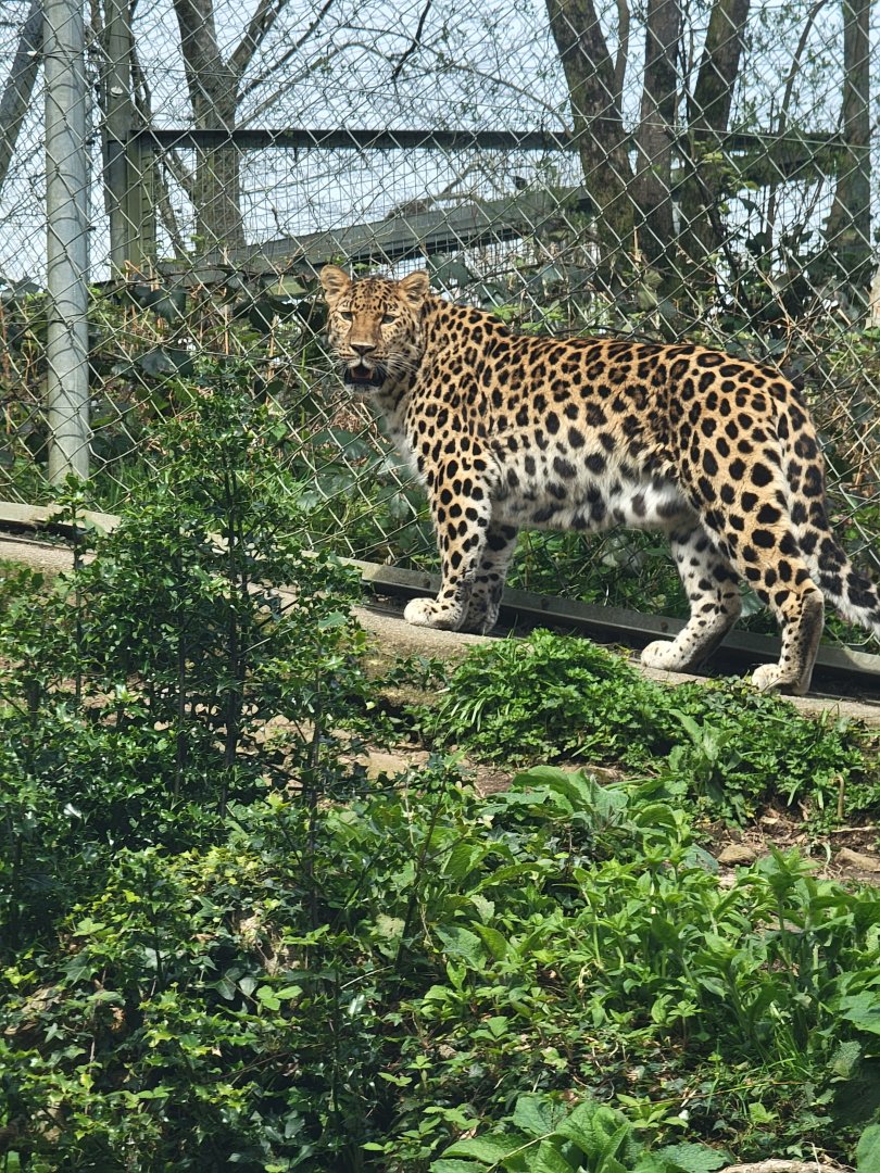 Amur Leopard