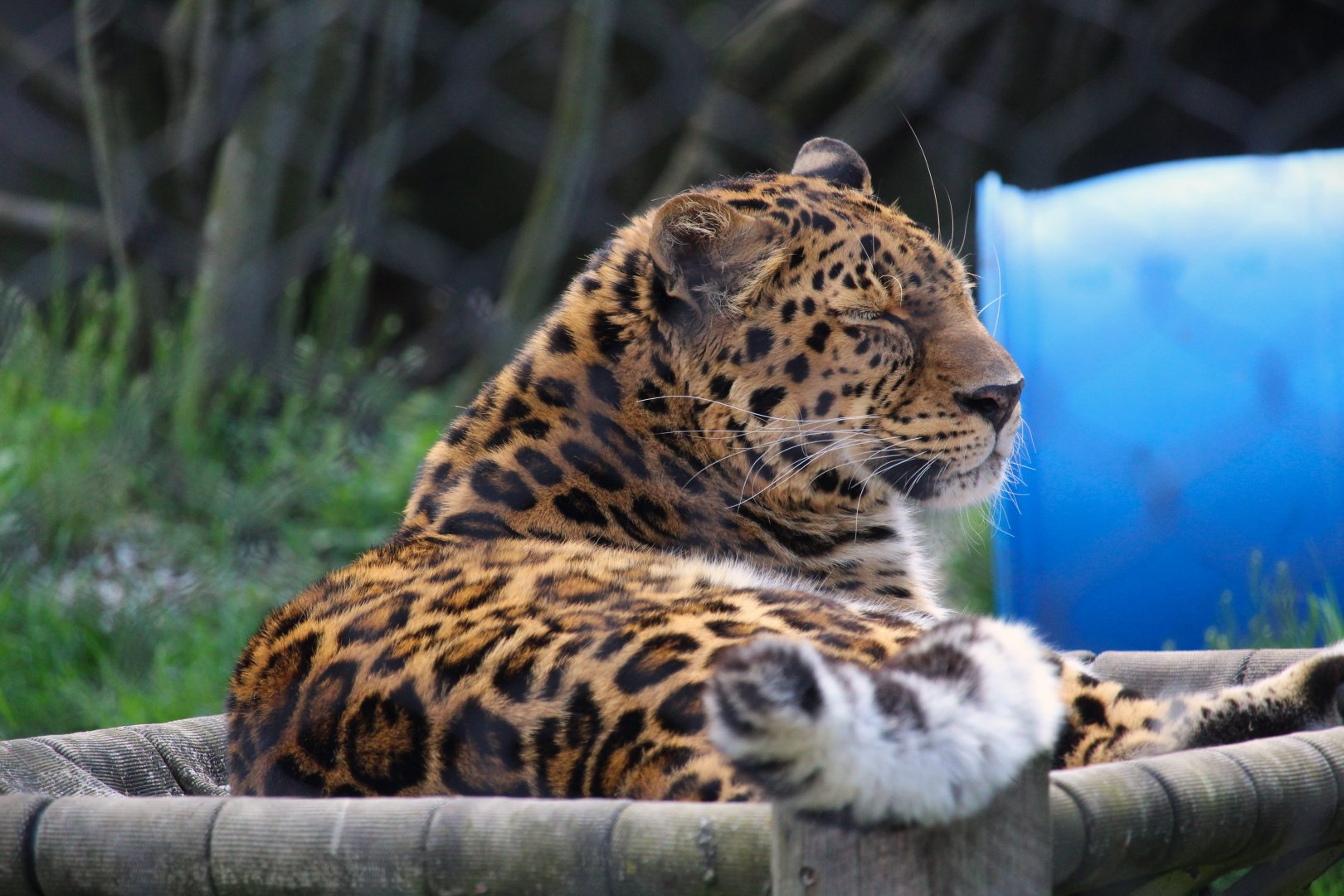 Amur Leopard
