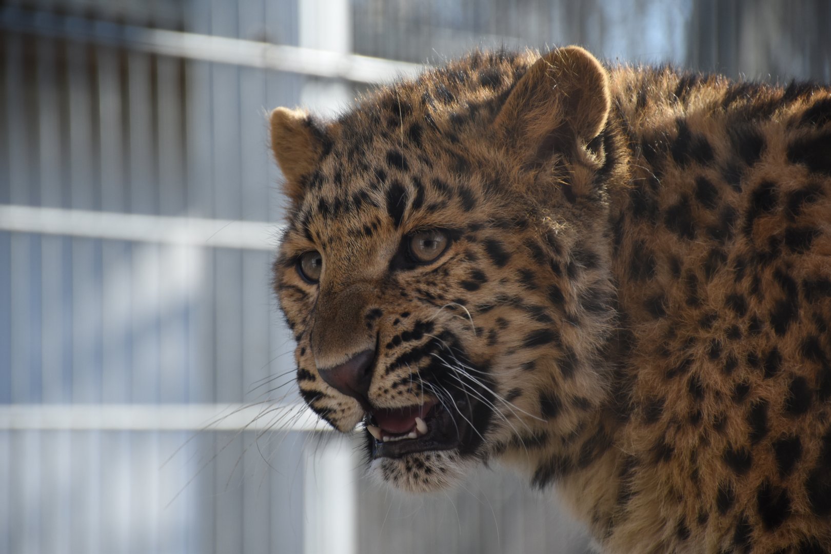 Amur leopard
