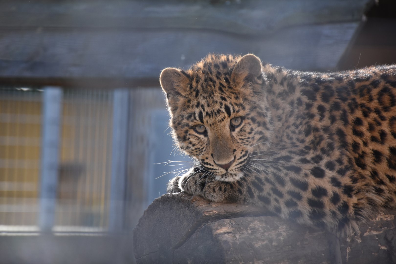 Amur leopard