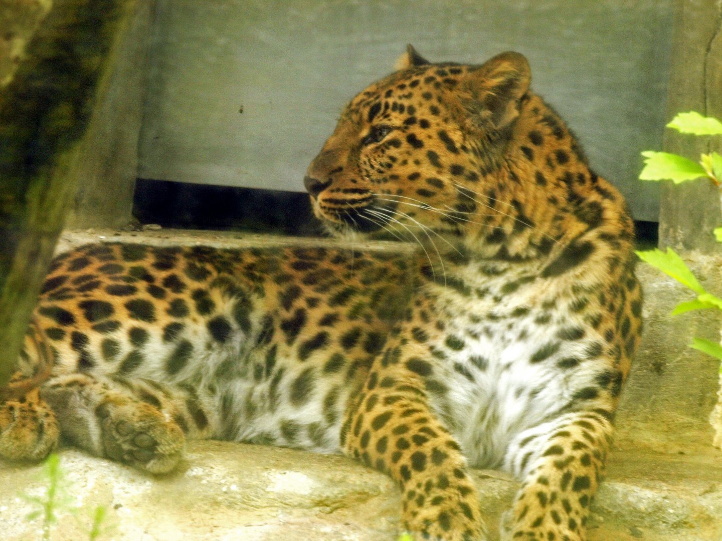 Amur leopard