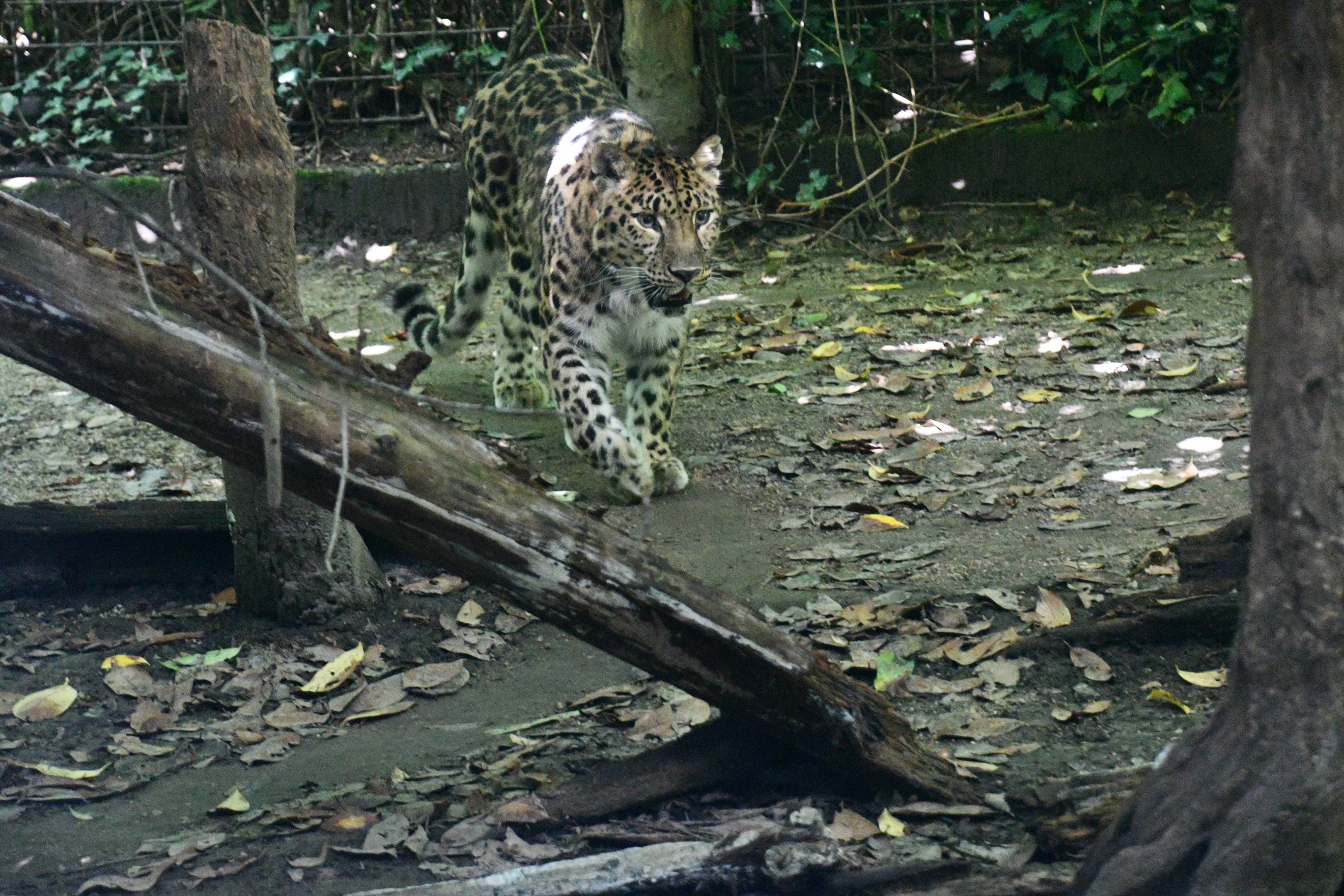 Amur Leopard