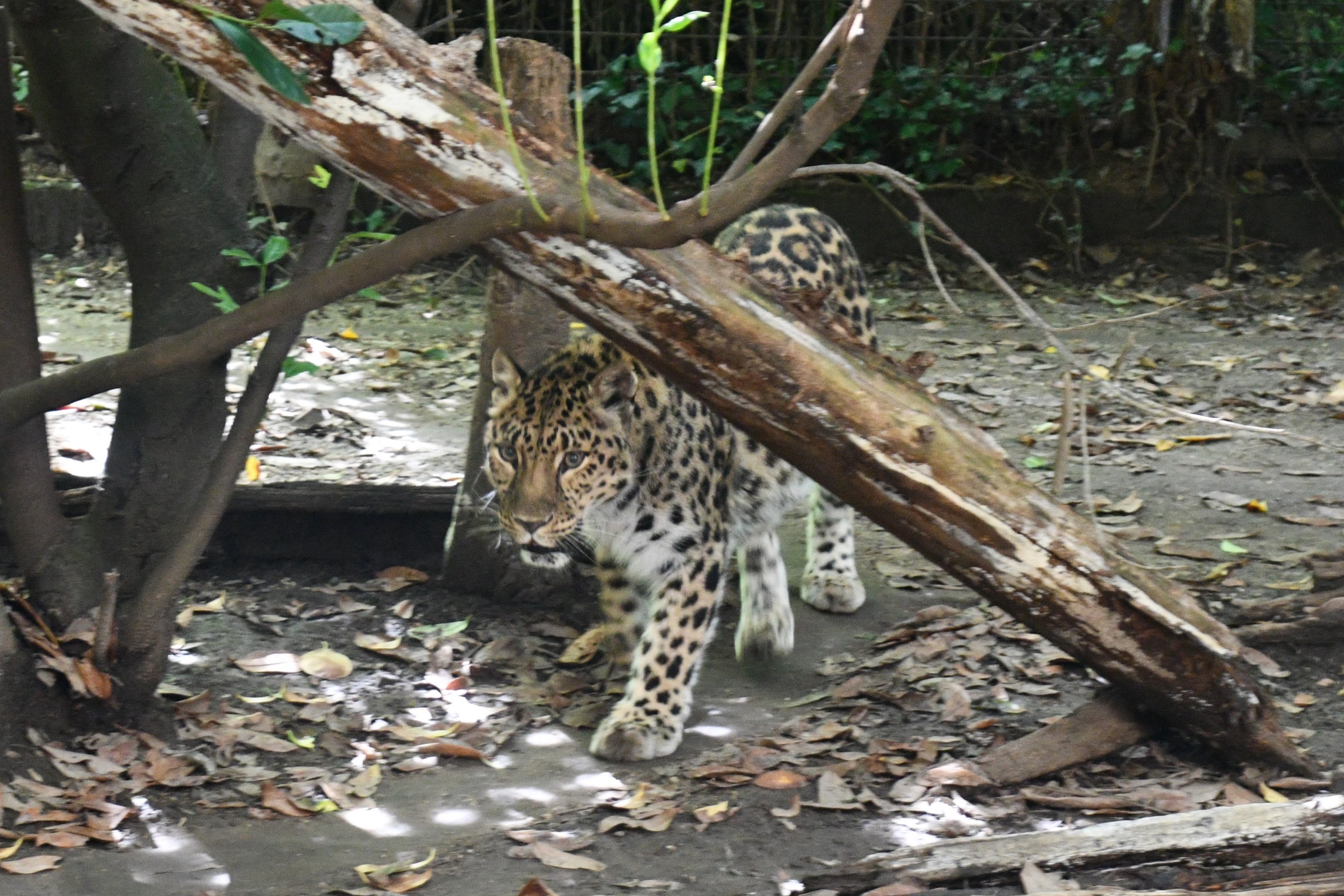Amur Leopard