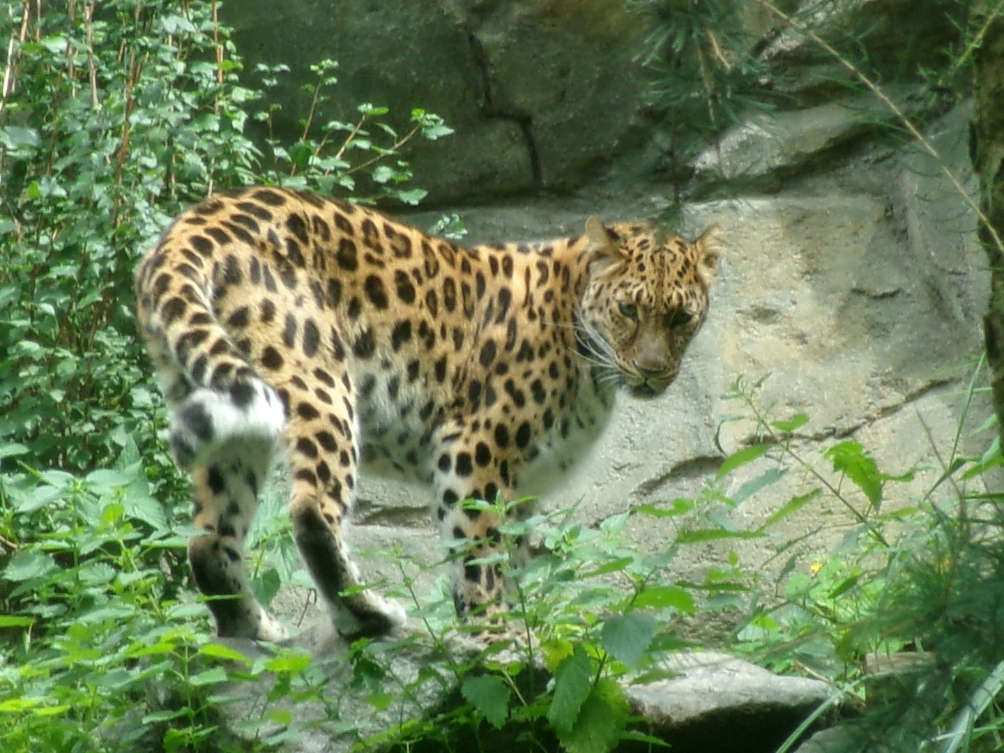 Amur leopard