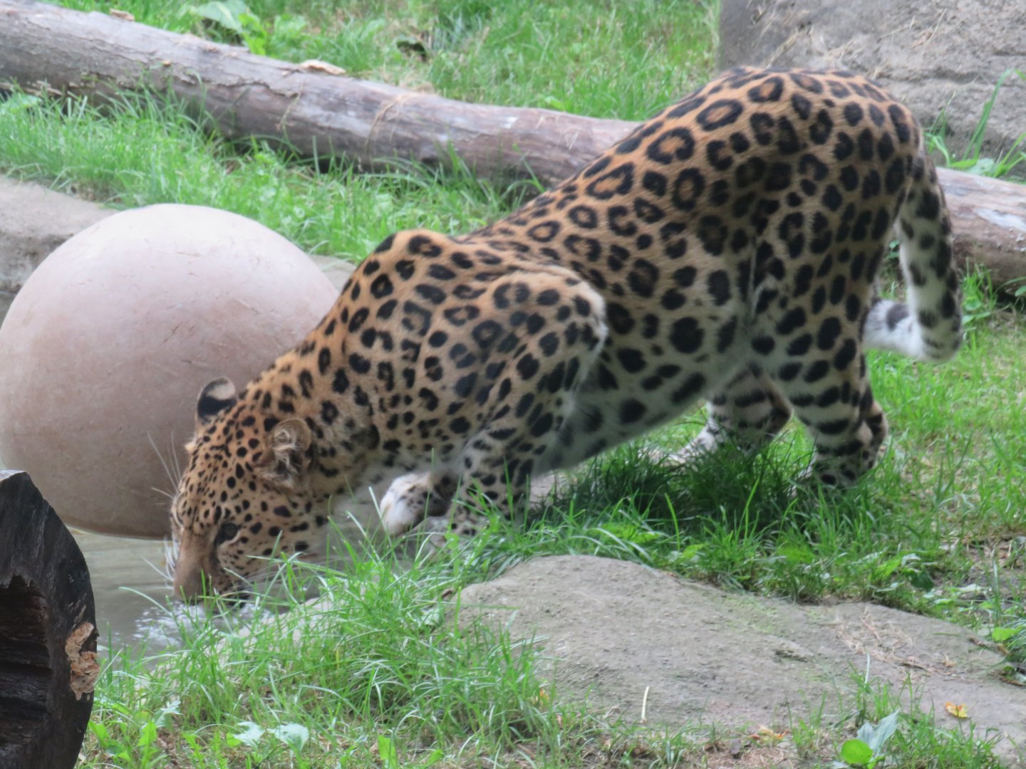 Amur leopard