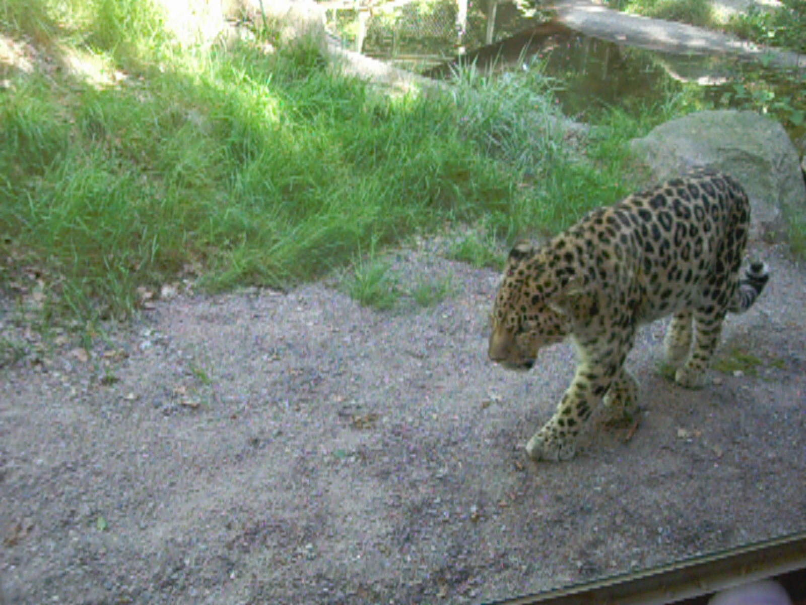 Amur Leopard