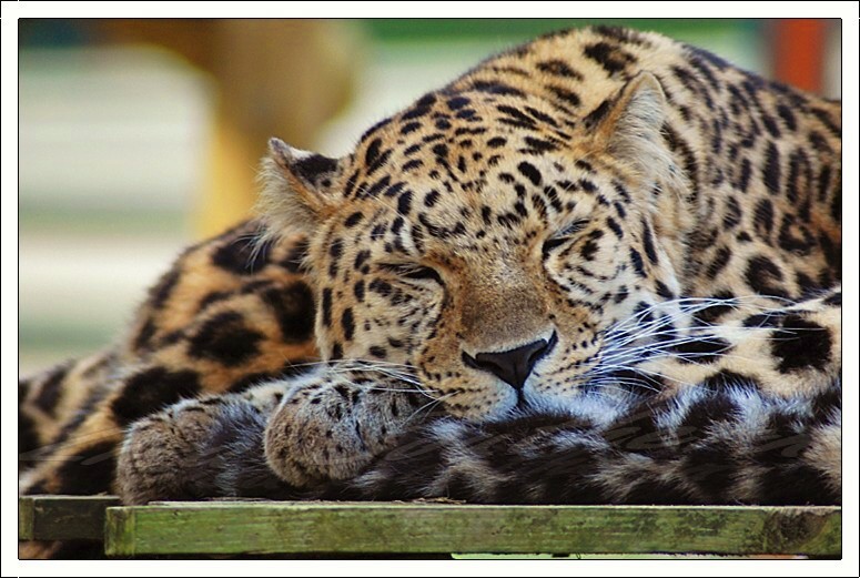 Amur Leopard
