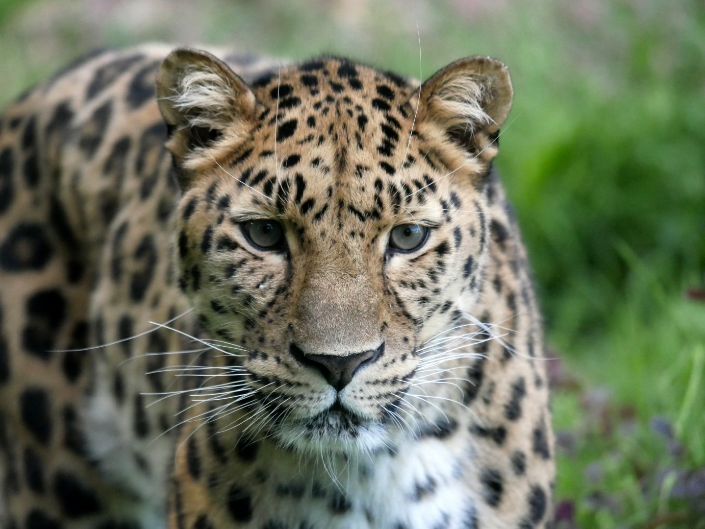 Amur leopard