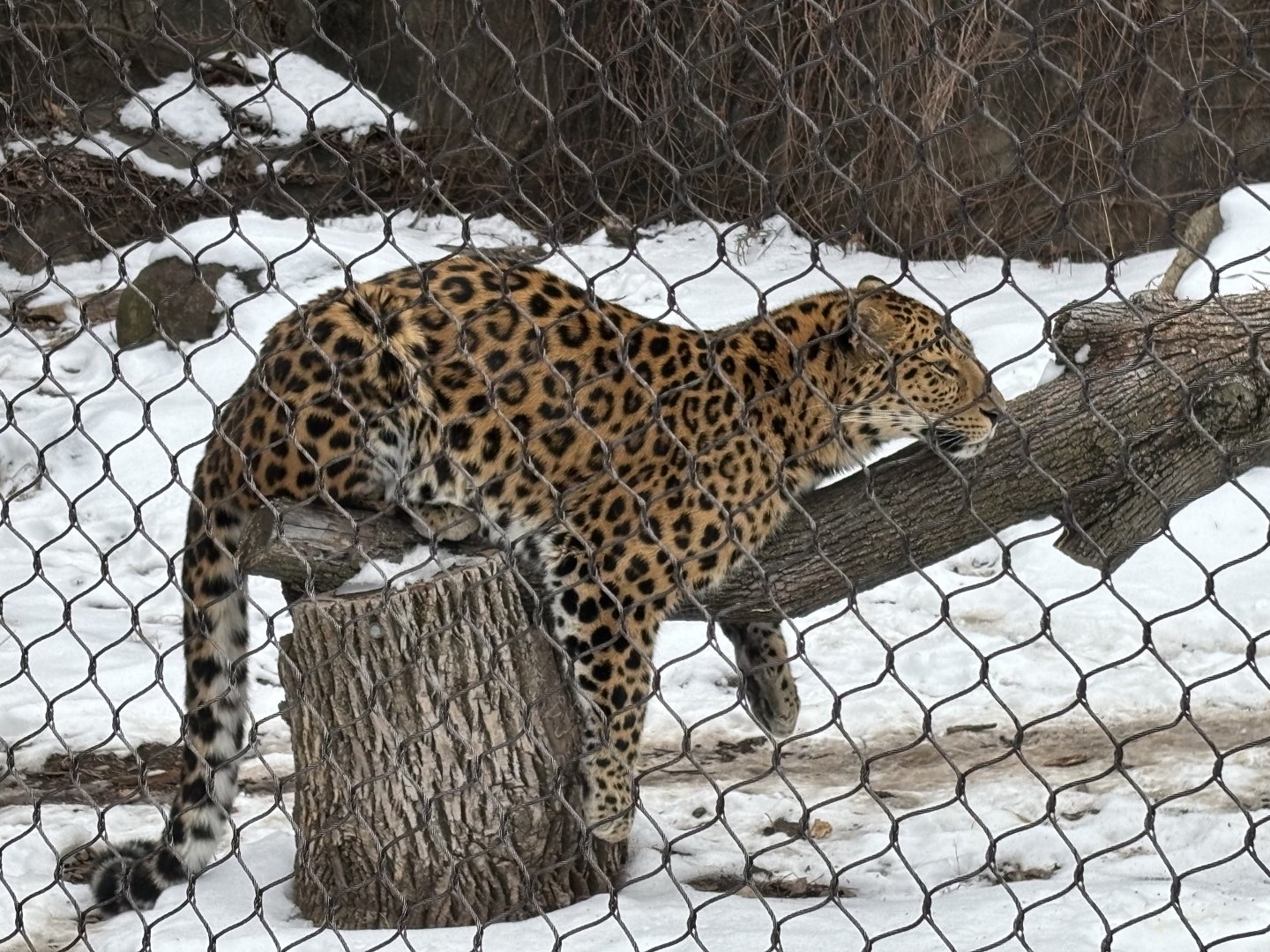 Amur Leopard