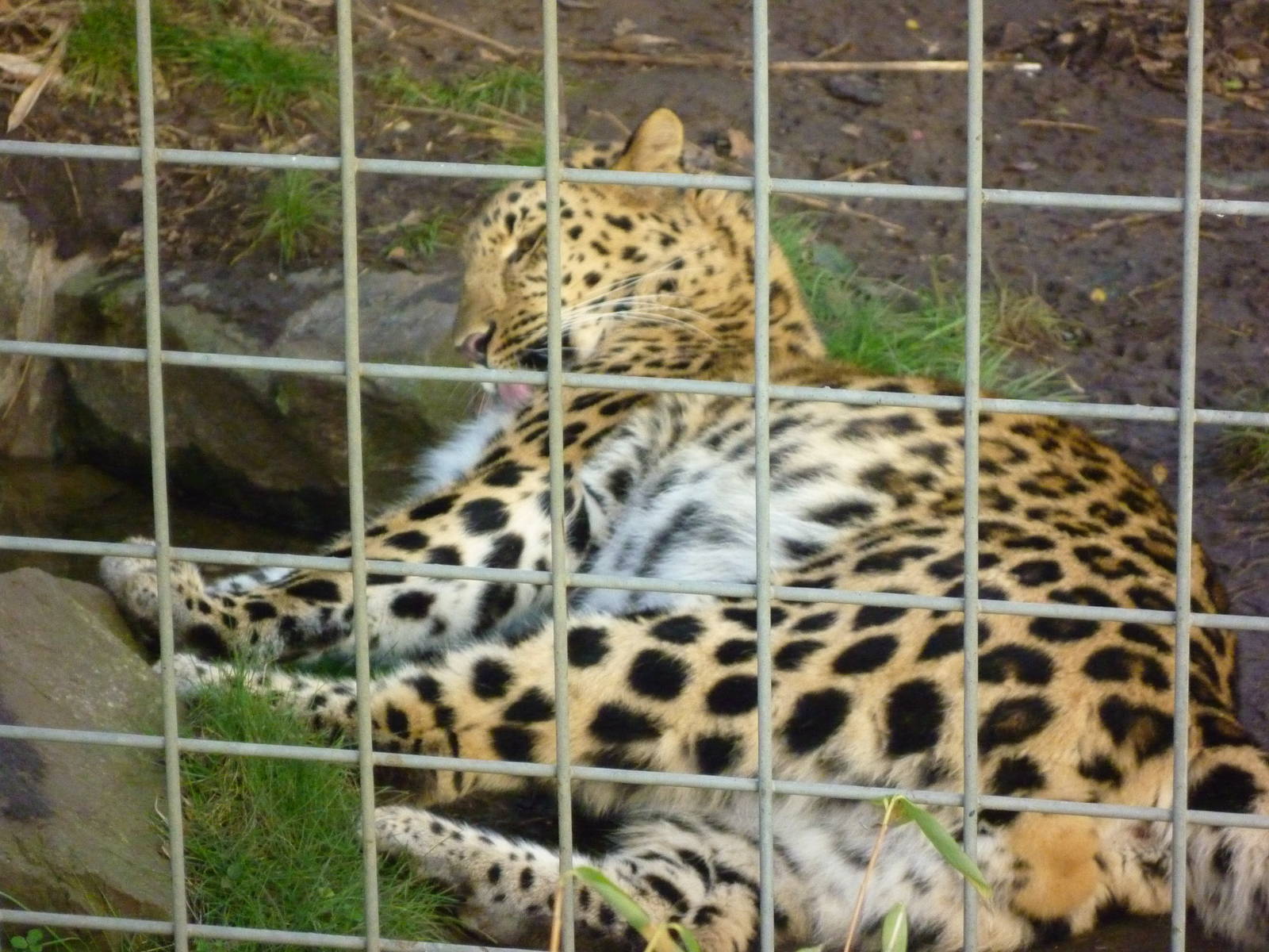 Amur Leopard