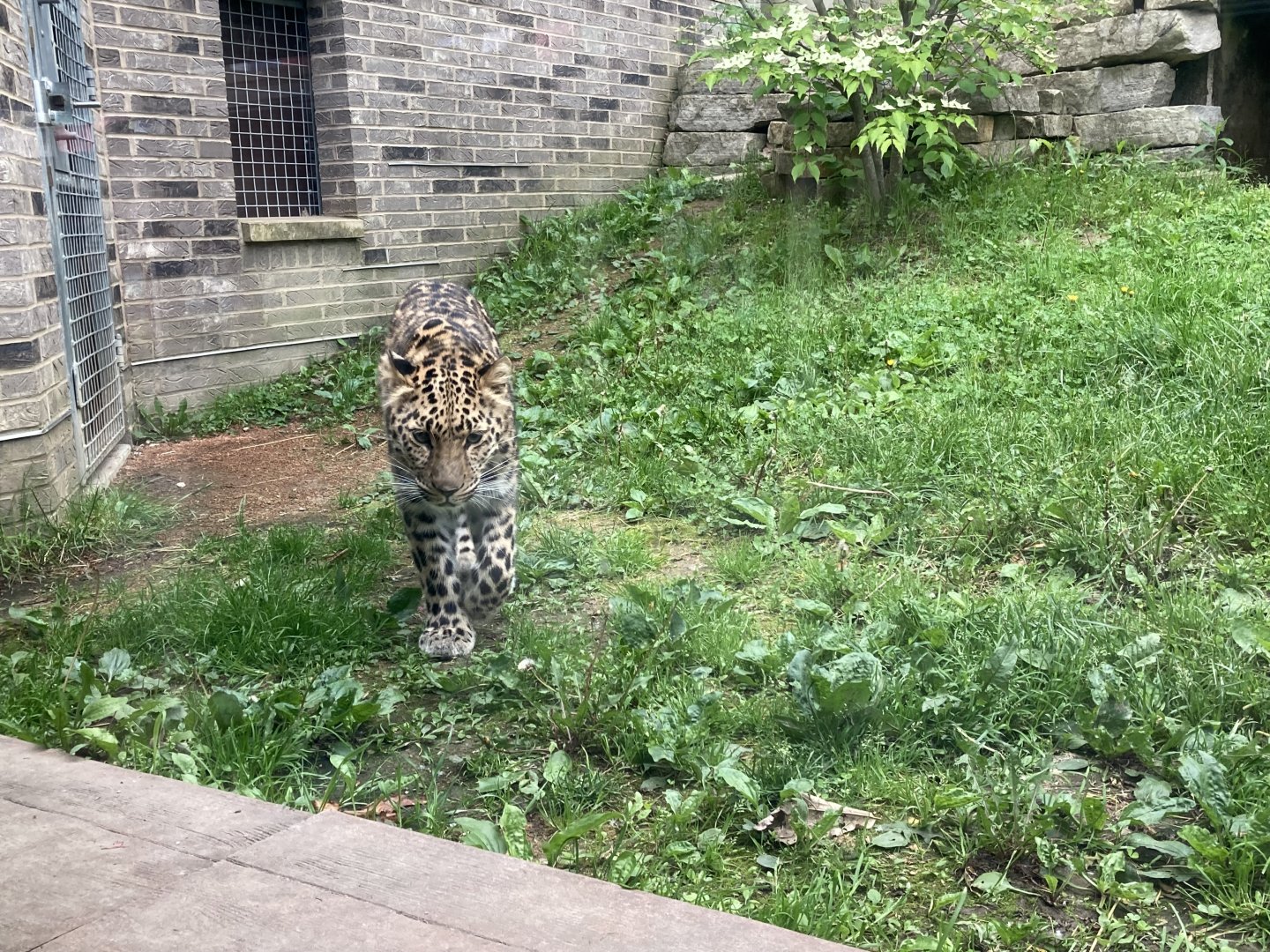 Amur Leopard