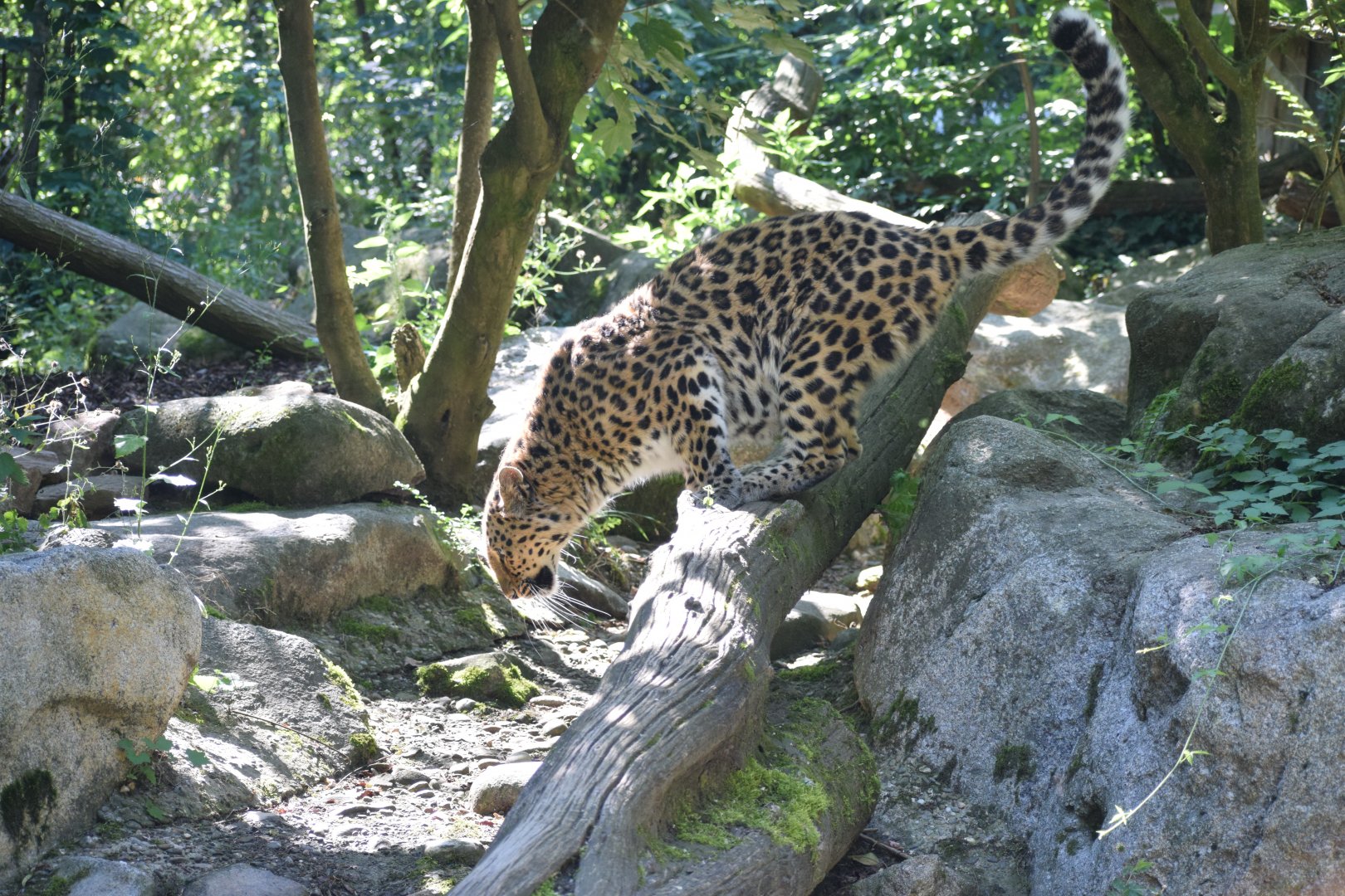 Amur leopard