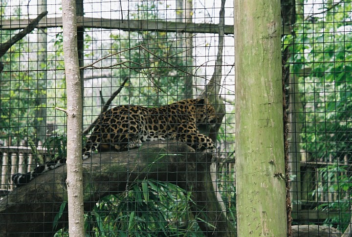 Amur Leopard