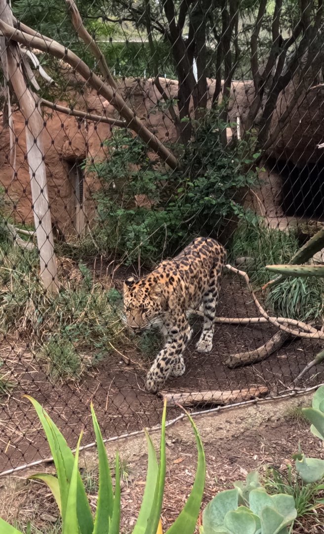 Amur Leopard