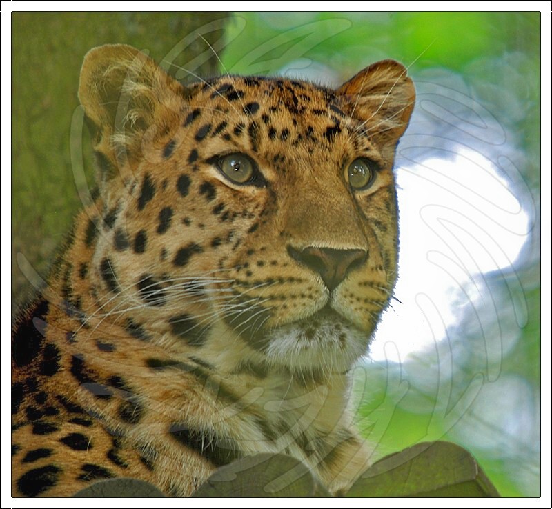 Amur Leopard