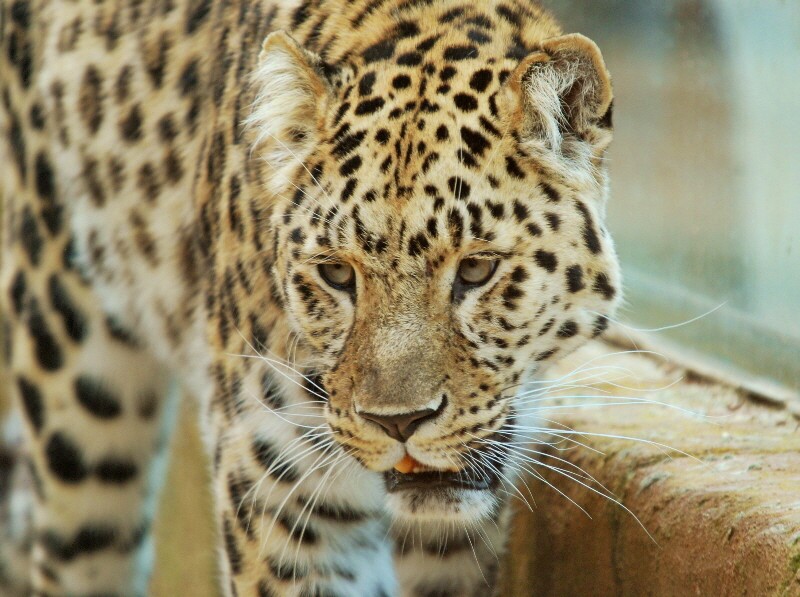 Amur Leopard