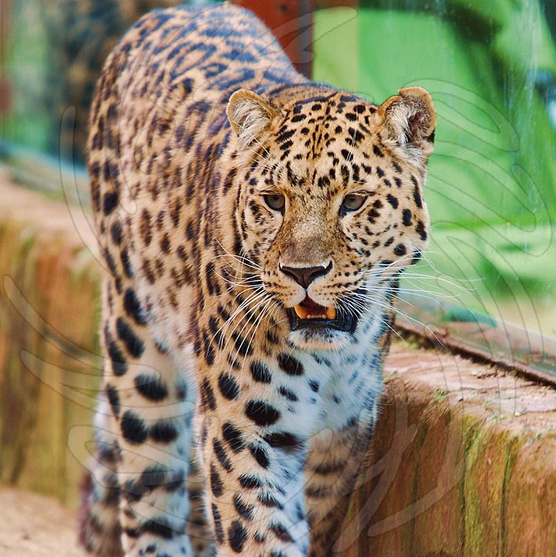Amur Leopard