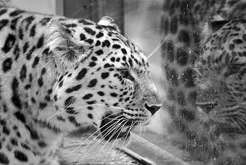 Amur Leopard