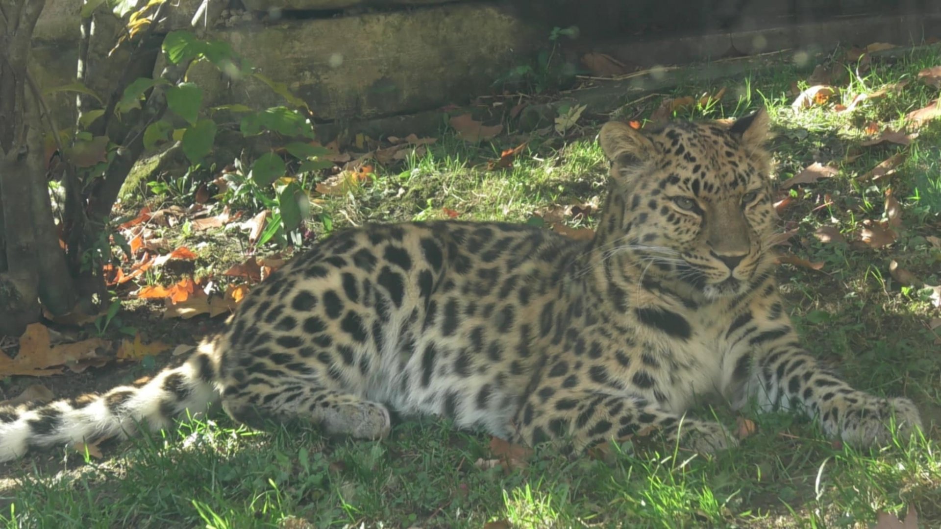 Amur leopard