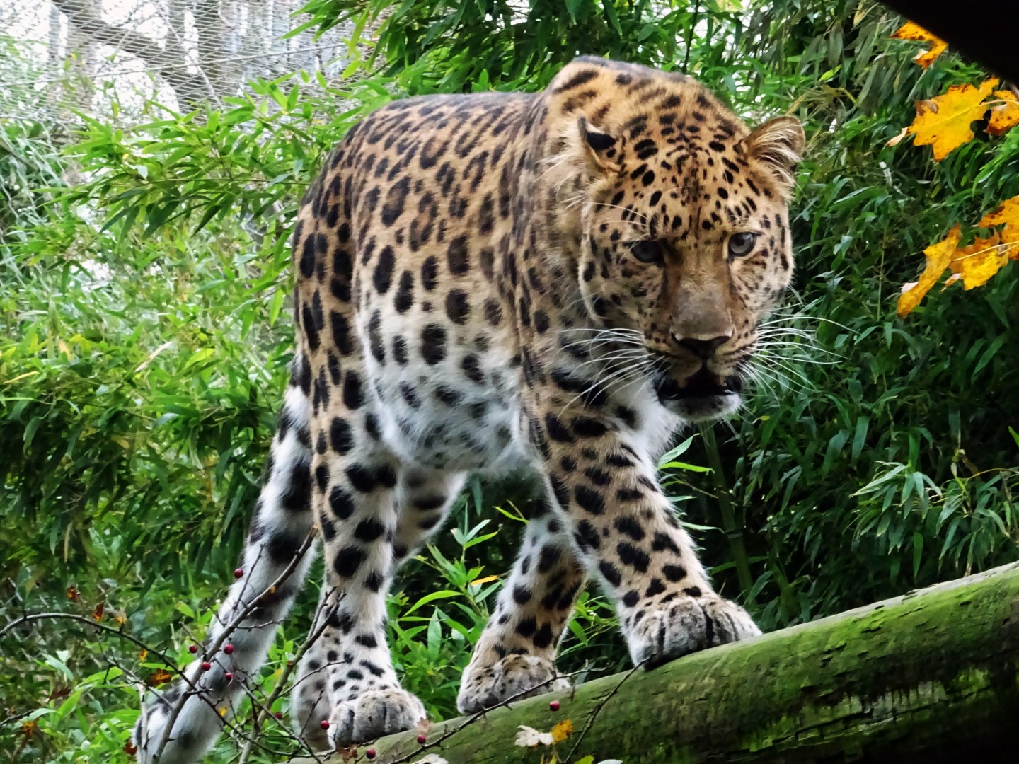 Amur leopard