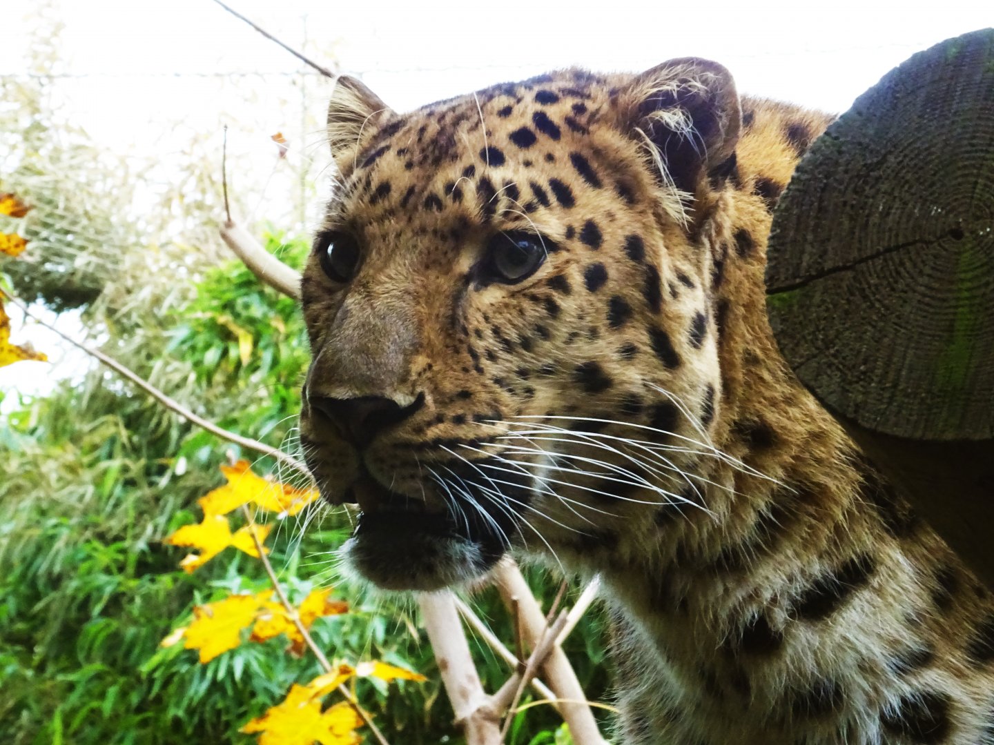 Amur leopard