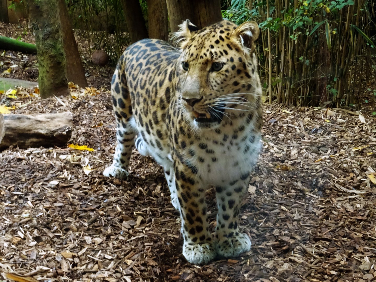 Amur leopard