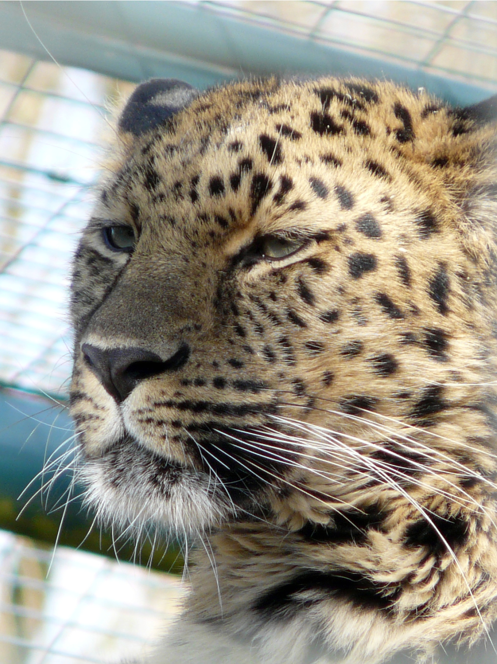 Amur Leopard