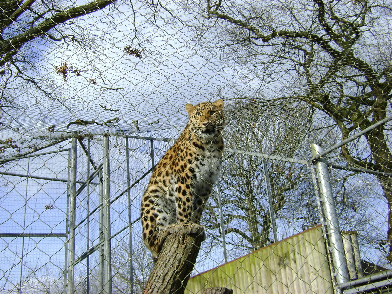Amur leopard