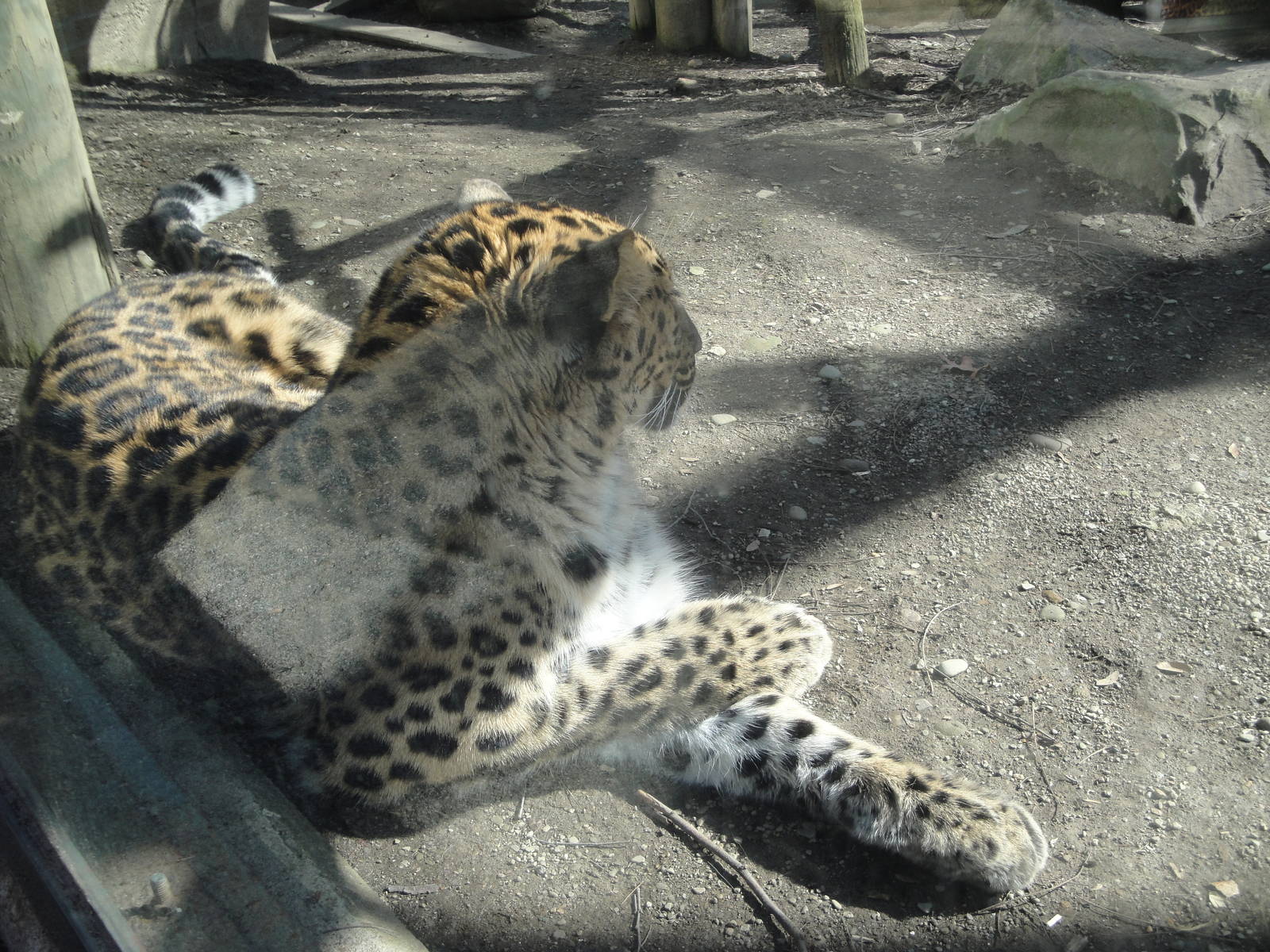 Amur Leopard