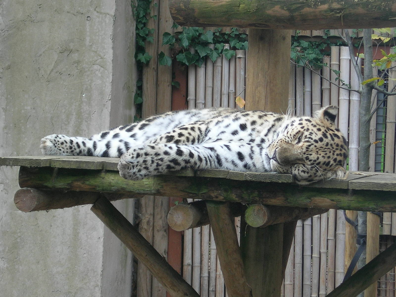 Amur Leopard