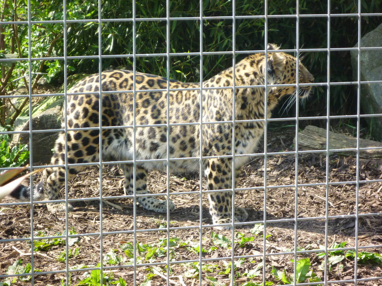Amur Leopard