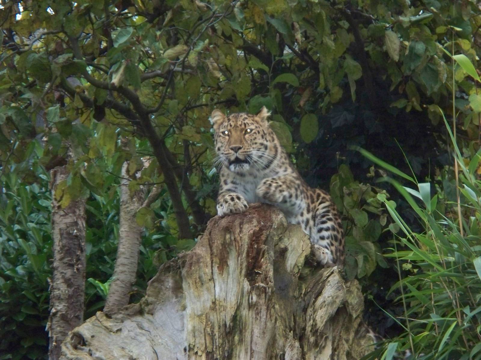 Amur leopardess on her tree stump