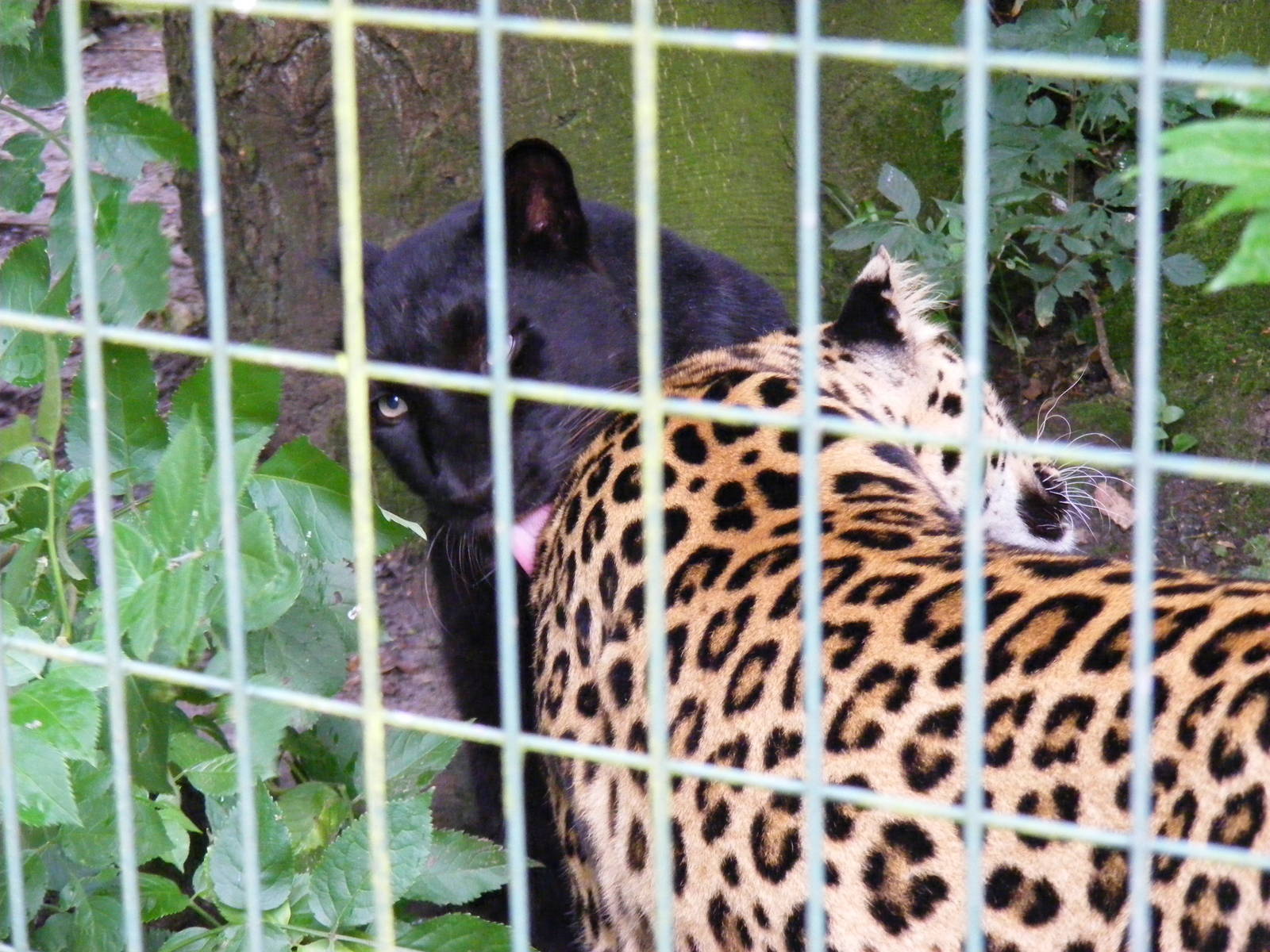 Amur leopards at Thrigby Hall, 14 September 2010