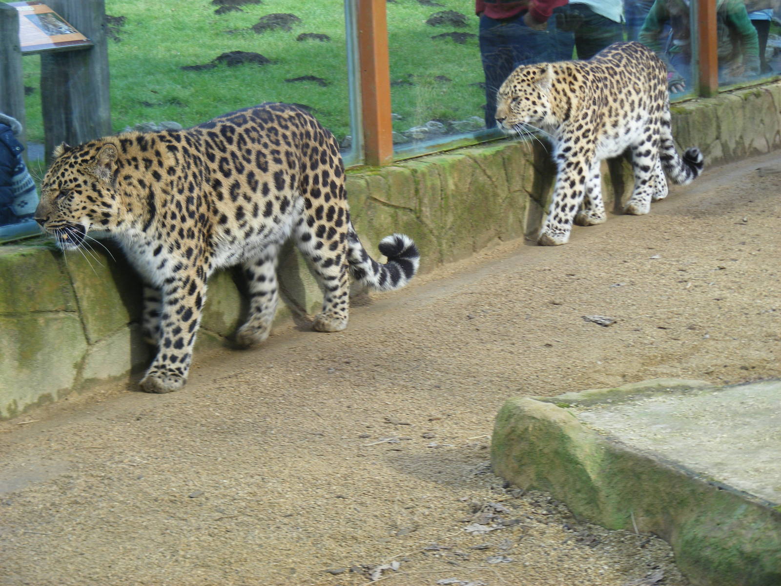 Amur leopards at West Midland Safari Park, 13 February 2010