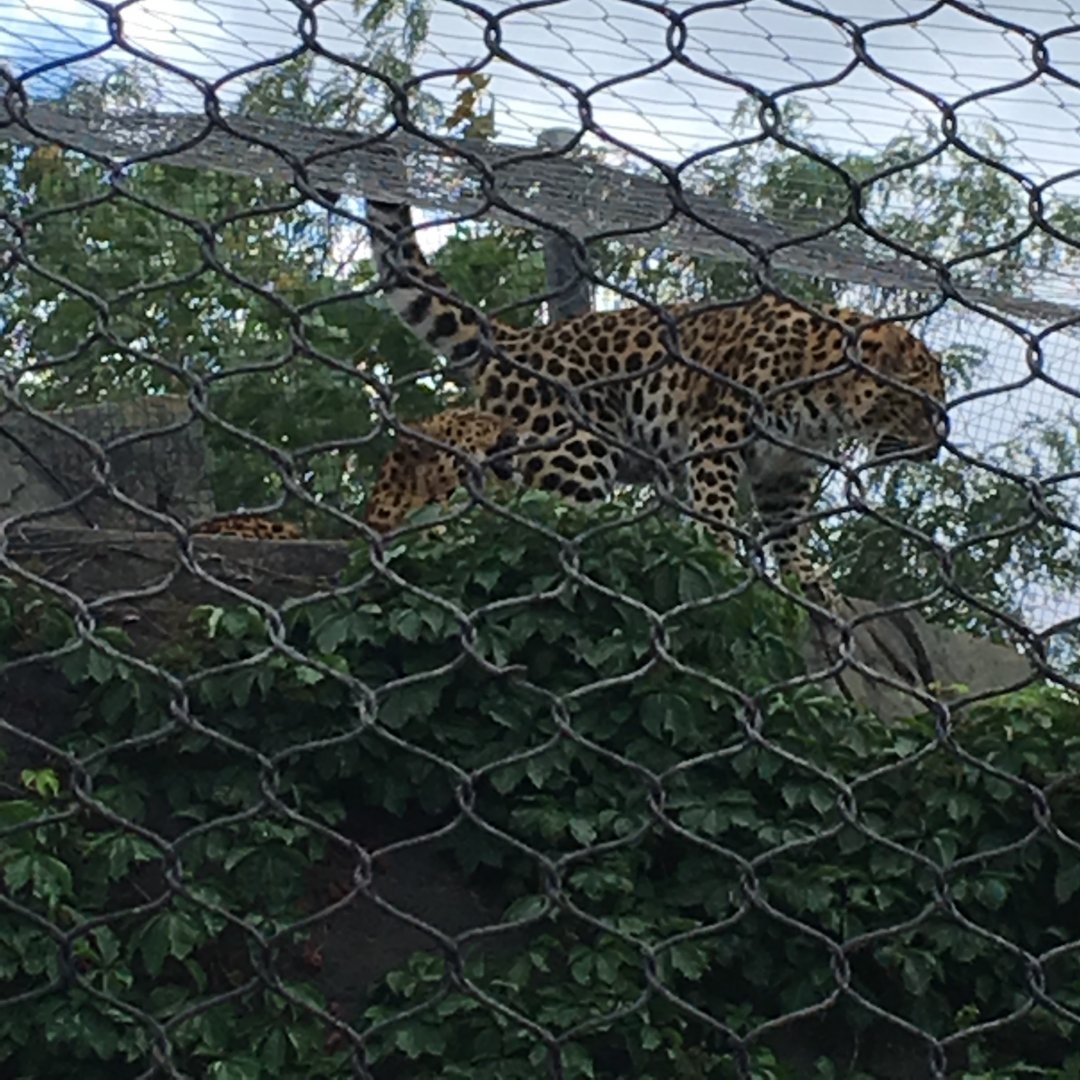 Amur Leopards | Brookfield Zoo