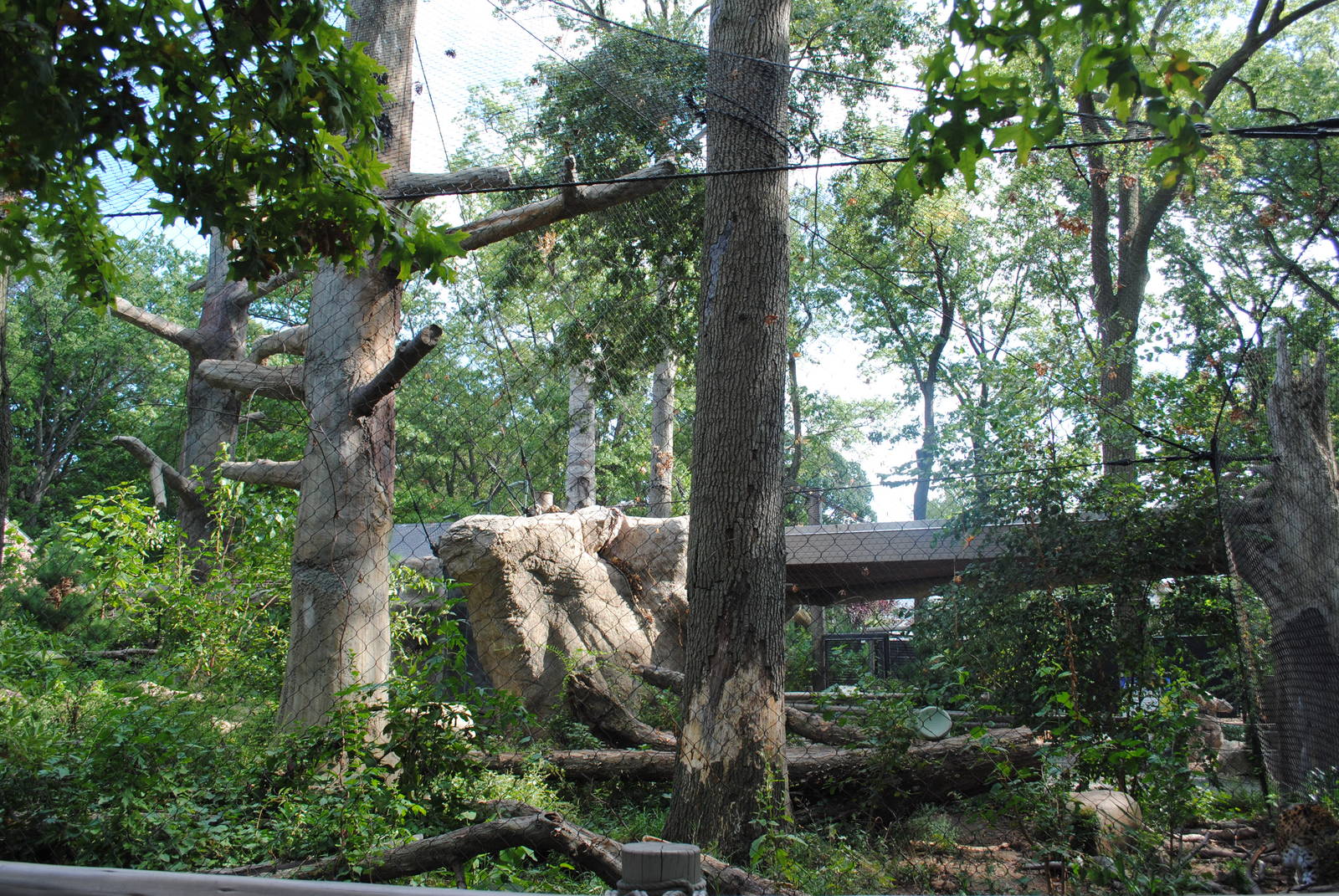 Amur Leopards exhibit (view from the back)