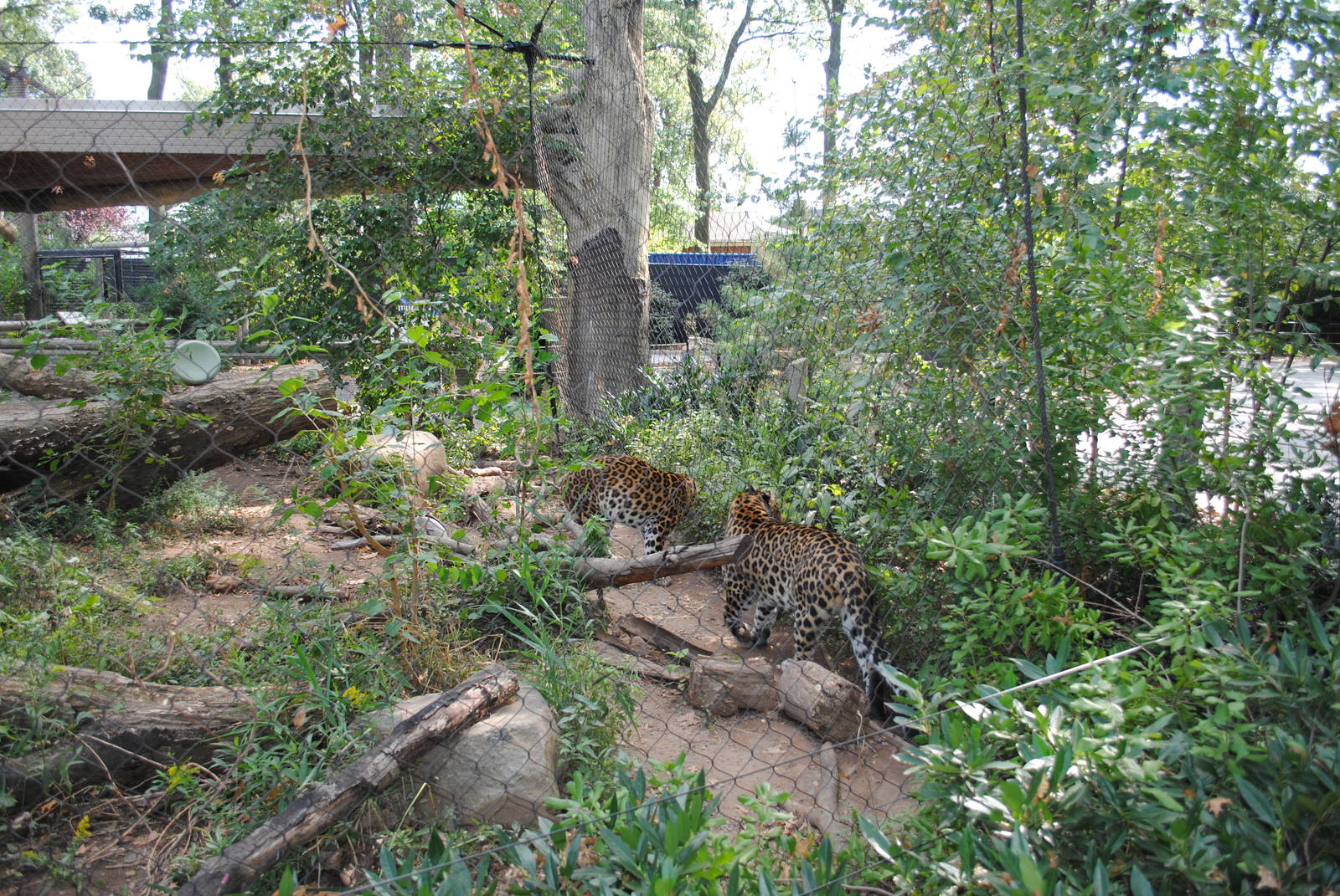 Amur Leopards exhibit (view from the back)