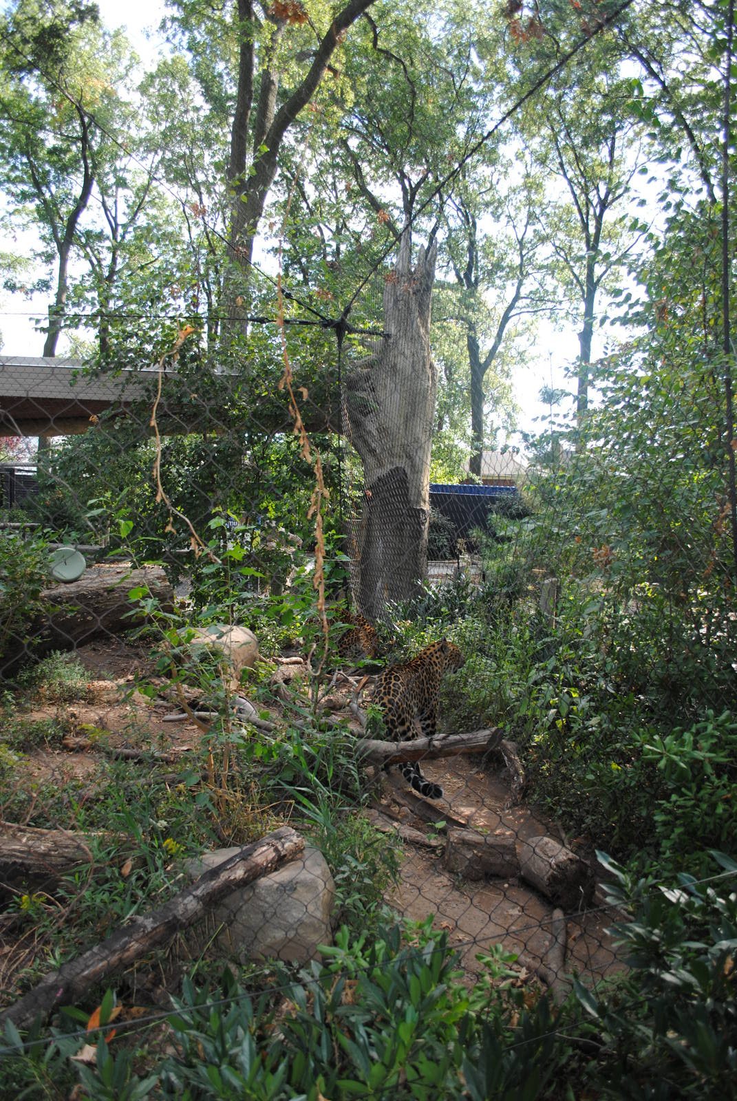 Amur Leopards exhibit (view from the back)
