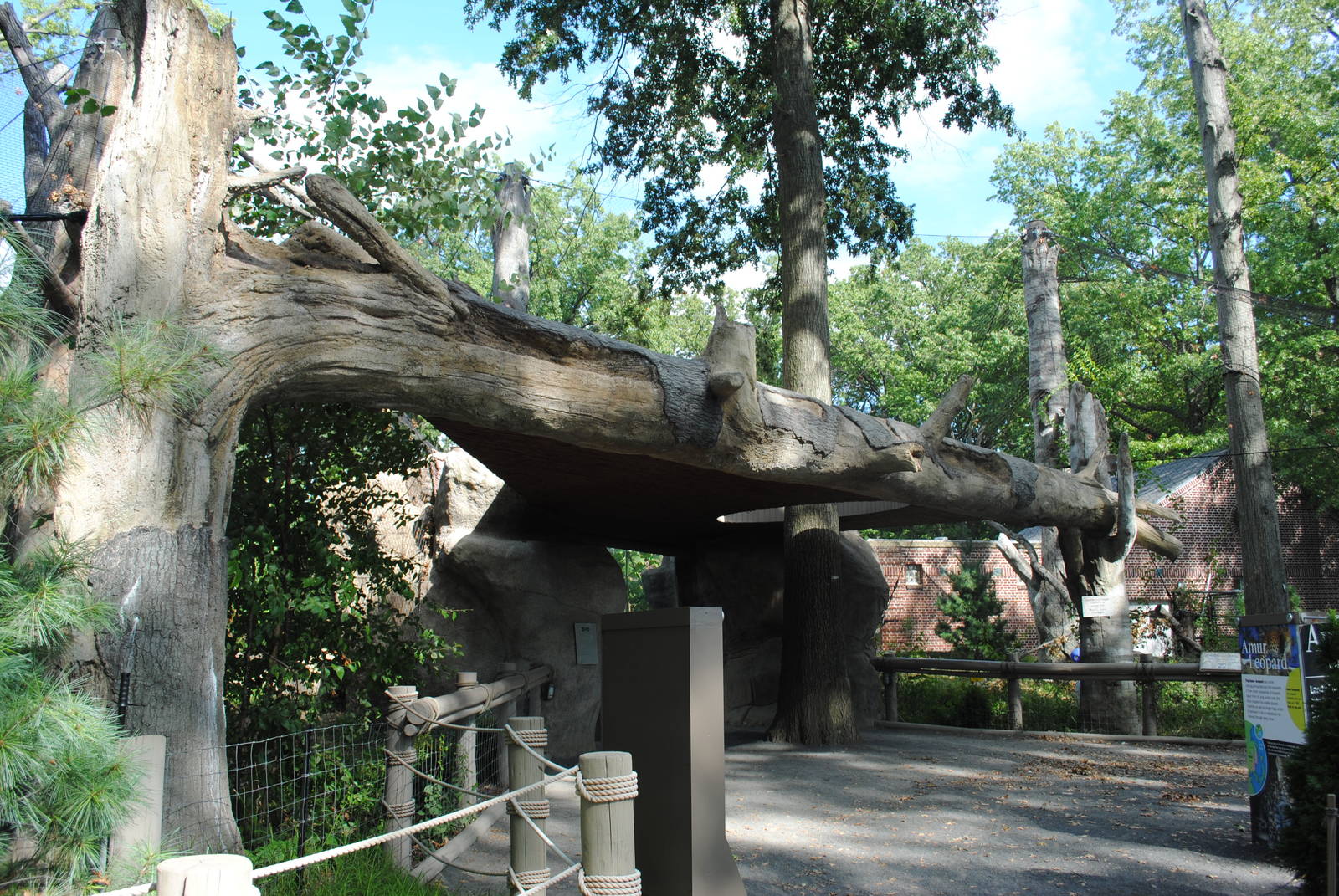 Amur Leopards exhibit